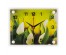 Часы настенные СН 2026 - 168 Тюльпаны прямоуг (20х26) (10)